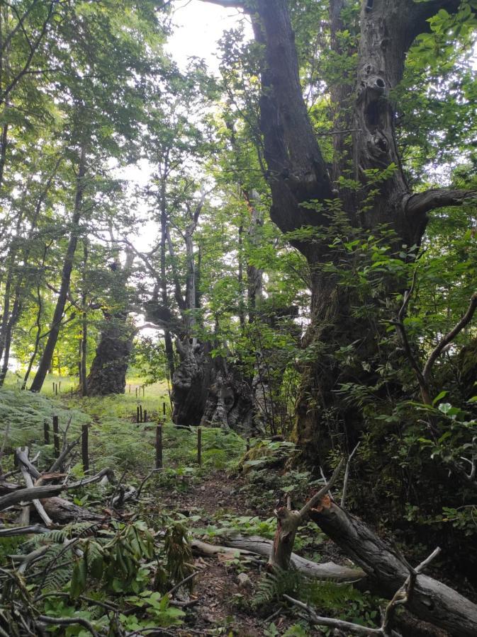Agriturismo Difesa Del Monte Grisolia Zewnętrze zdjęcie